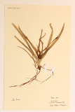 Aloe vera RCPGdnHerbarium  (28).JPG